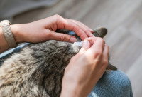 Une femme applique un anti-puce sur un chat