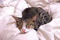 Un chat malade dort sur un lit