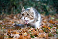 Un chat en train de vomir sur un tapis de feuilles mortes