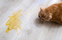 Un chat roux a vomi jaune sur le parquet