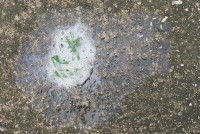 Un vomi avec de la mousse blanche sur le sol