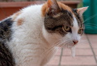 Un chat tricolore avec des restes de vomi sur la bouche