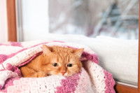 Un chat roux souffrant d'une hémorragie interne