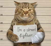 Un chat tigré se fait photographié comme un prisonnier