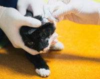 Un chat noir et blanc se faisant soigner une hémorragie externe