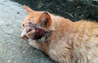 Un chat roux avec une plaie infectée