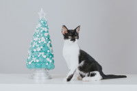 Un chat noir et blanc à côté d'un sapin miniature