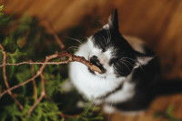 Un chat noir et blanc renifle une branche de cèdre