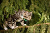 Un chat tigré marche sur une branche de sapin