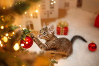 Un chat tente d'attraper une boule dans un sapin