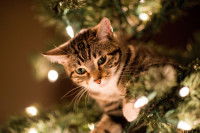 Un chaton perché dans un sapin de Noël