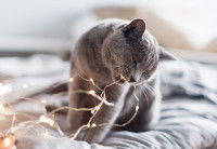 Un chat gris mordille une guirulande lumineuse