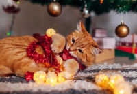 Un chat rouge joue avec des guirlandes