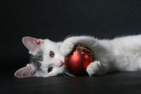 Un jeune chat joue avec une boule de Noël