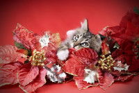 Un chat tient dans ses pattes des fleurs rouges synthétiques