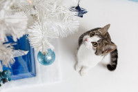 Un chat observe un sapin de Noël blanc