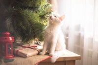 Un chat blanc assis sur un meuble au pied d'un sapin de Noël
