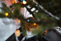Un chat observe les branches hautes d'un sapin