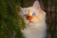 Un chaton Birman sous les branches d'un sapin
