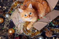 Un chat roux assis dans un carton de décorations de Noël