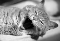 Photo en noir et blanc d'un chat avec la gueule ouverte