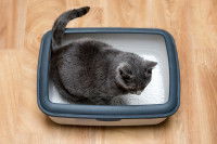 Un chat gris dans sa litière