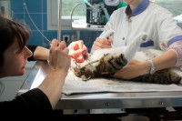 Un chat tigré subissant une opération de la gorge