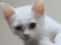 Un petit chat blanc avec les yeux atteints par la chlamydiose