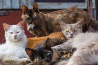 Des chats de gouttière allongés les uns sur les autres