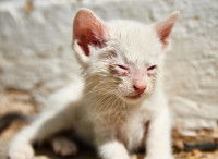 Un chaton blanc avec une conjonctivite