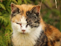 Un chat tricolore atteint du coryza