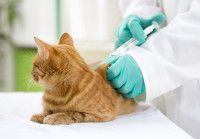Un vétérinaire vaccine un chat roux dans sa clinique