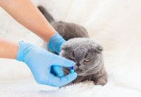 Une femme avec des gants donne un médicament à un chat gris malade