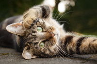 Un chat gris tabby se gratte la tête avec la patte avant
