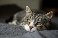 Un chat malade et triste allongé sur un lit