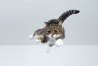 Un chat en train de tomber