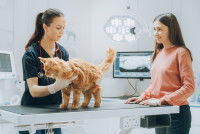 Une femme vétérinaire examine un chat roux blessé