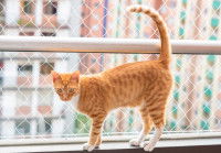 Un chat roux et blanc sur une terrasse avec un filet