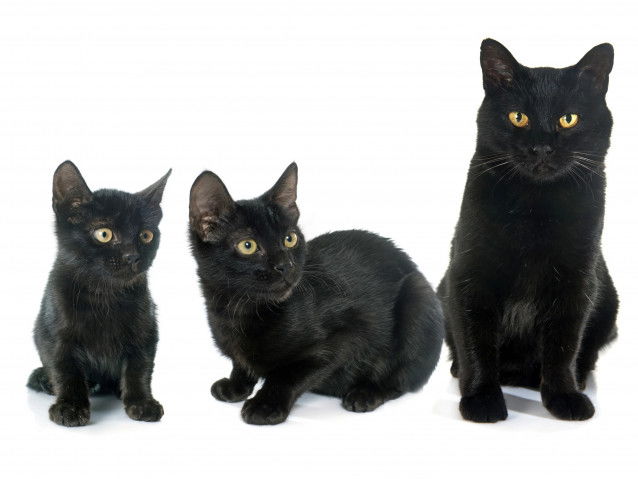 Un chaton, un chat jeune et un chat adulte côte à côte