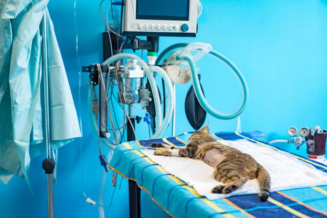 Un chat sur une table d'opération, sur le point d'être stérilisé