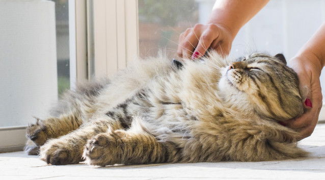 Un chat heureux de se faire brosser par sa maîtresse