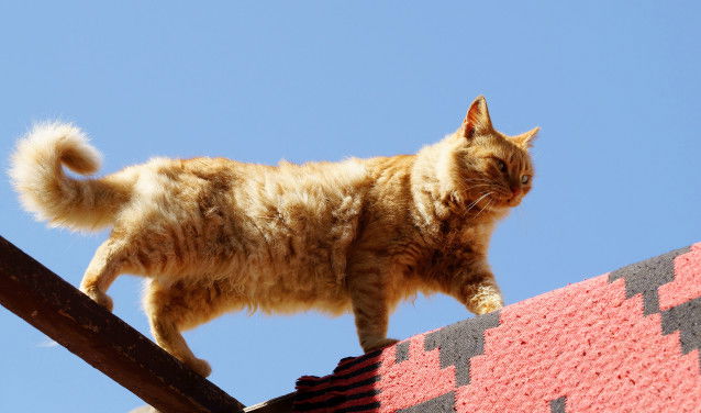 Un beau chat roux marche en équilibre sur un muret