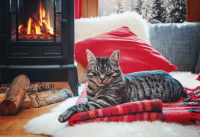 Un chat se réchauffe devant une cheminée