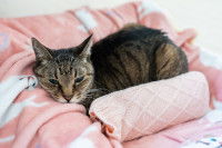 Un chat se repose dans son panier avec une bouillotte