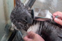 Un homme lave son chat