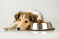 Un chien refuse de manger ses croquettes