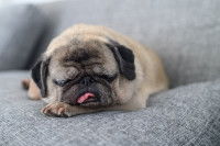 Un Carlin fatigué dort sur le canapé