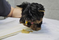 Un petit chien a vomi chez le vétérinaire