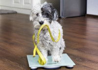 Un petit chien sur une balance avec un mètre dans la gueule
