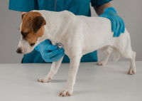 Un vétérinaire écoute la respiration d'un Jack Russell